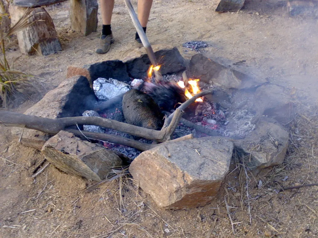 Breadfruit roasting over a fire