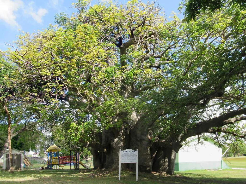 Large baobab tree in Queen's Park, Bridgetown